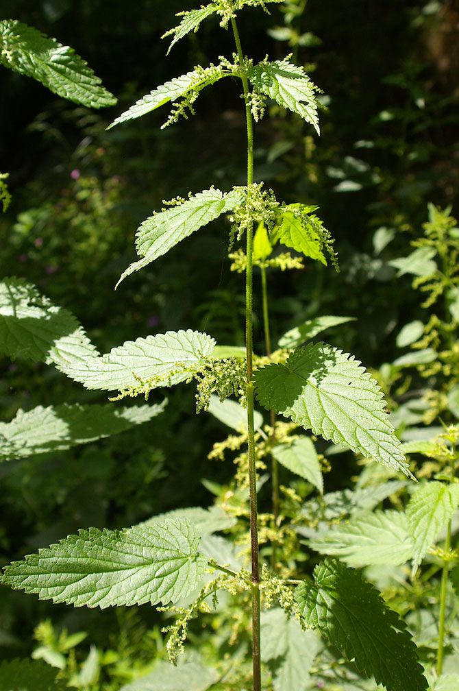 Urtica dioica / Ortica comune